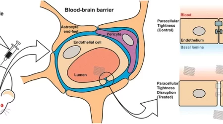 Análisis: El óxido de grafeno es capaz de superar la barrera hematoencefálica y afectar directamente al cerebro