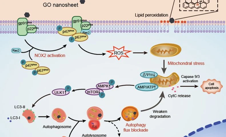 Análisis: El óxido de grafeno interrumpe la homeostasis mitocondrial